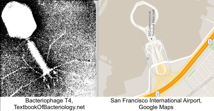 Bacteriophage SFO.png