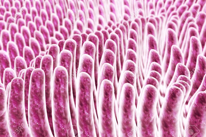 64546996-Villi-of-small-intestine-3D-illustration-Intestinal-environment-close-up-view-Stock-Illustration.jpg