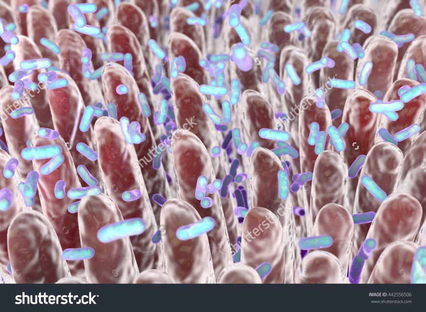 stock-photo-human-intestine-with-intestinal-bacteria-d-illustration-442556506